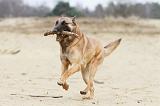 MALINOIS 691
